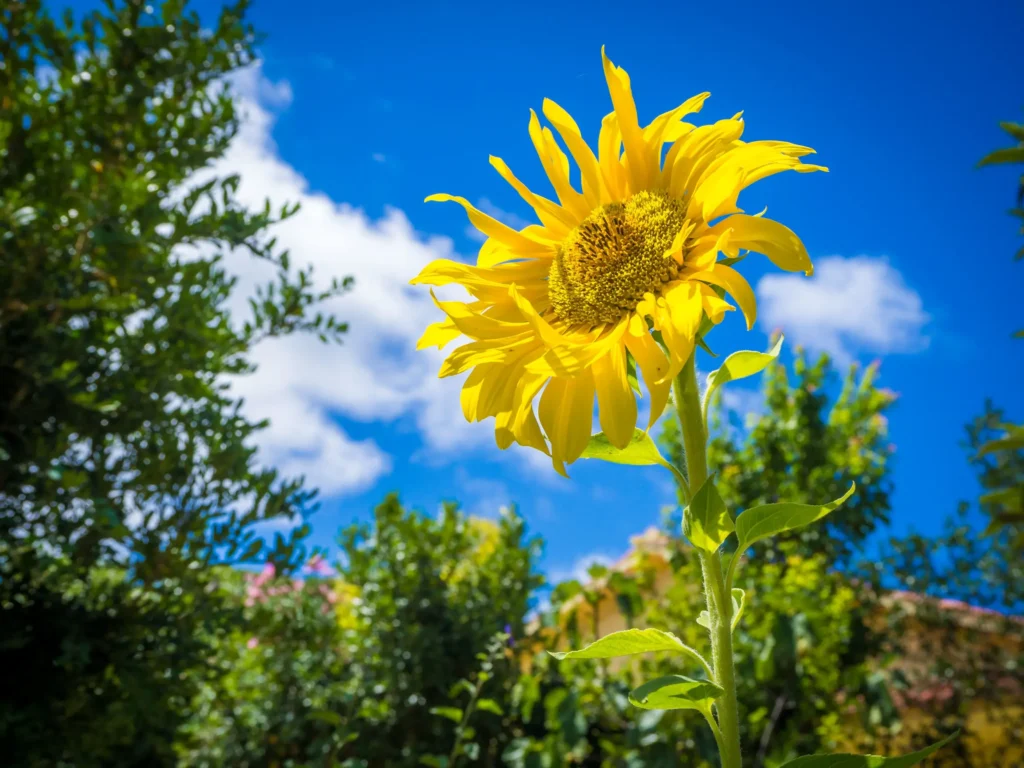 beautiful yellow sunflower breathtaking bright sky