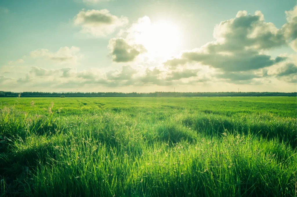 rice plantation sunny sky