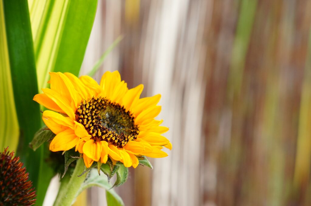 selective focus of a sunflower in a field under the sunlight with a blurry background